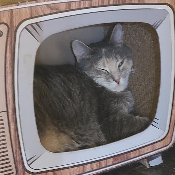 Daisy, a Adoptable Domestic Short Hair in Tanner, AL image 4/4