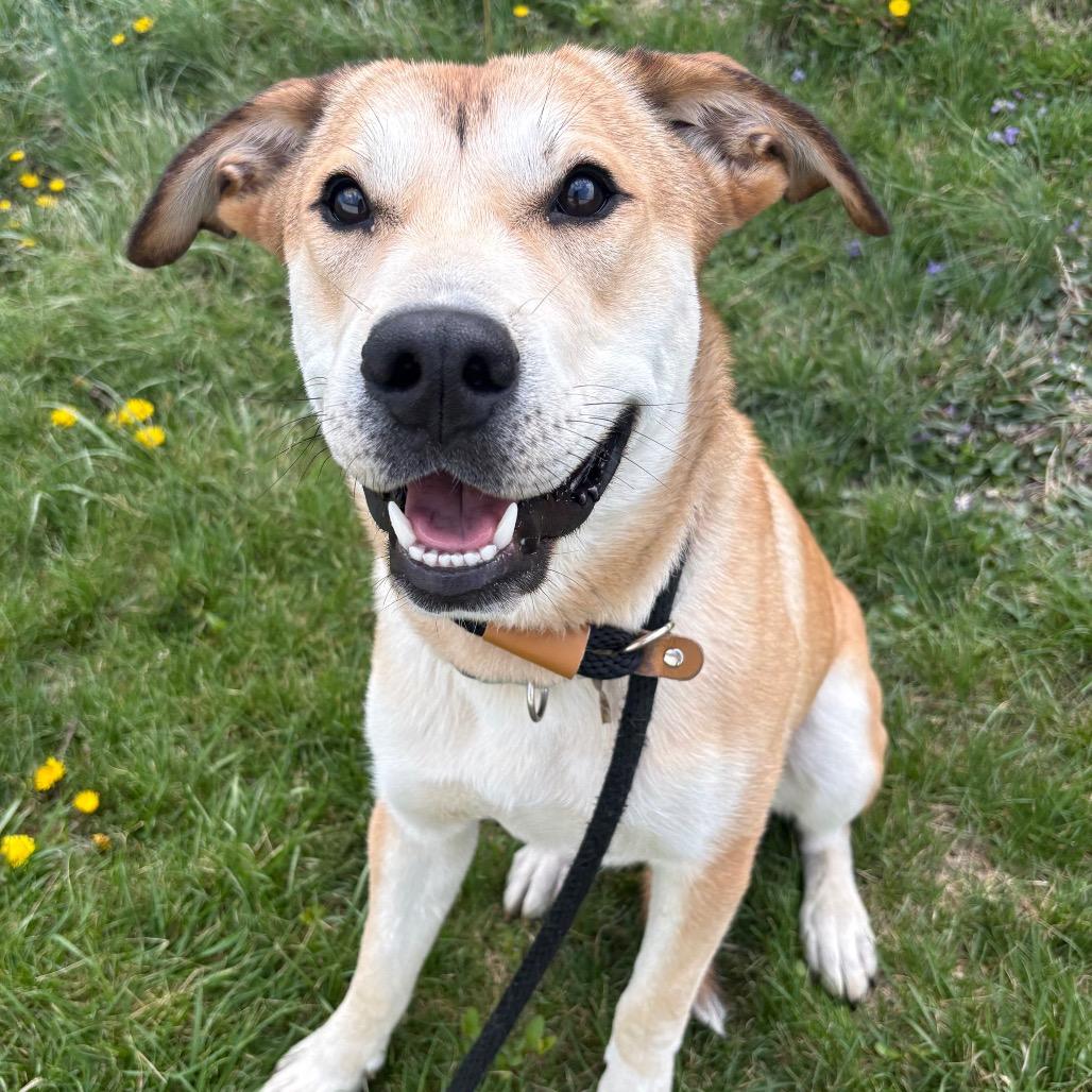 Allen, Adoptable, Young Male Labrador Retriever & Mixed Breed.