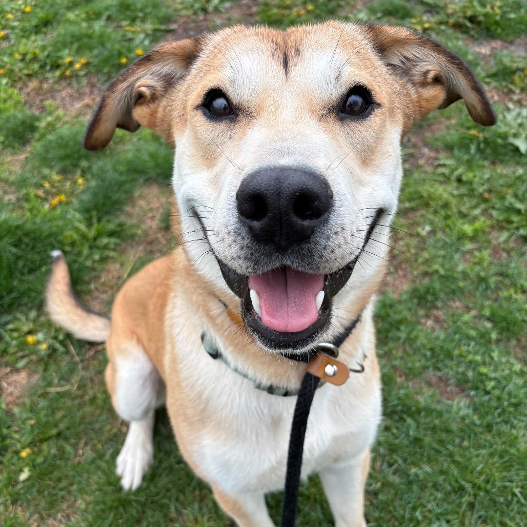 Enlarge Allen, a Adoptable mixed breed in St Joseph, MO image 2/5