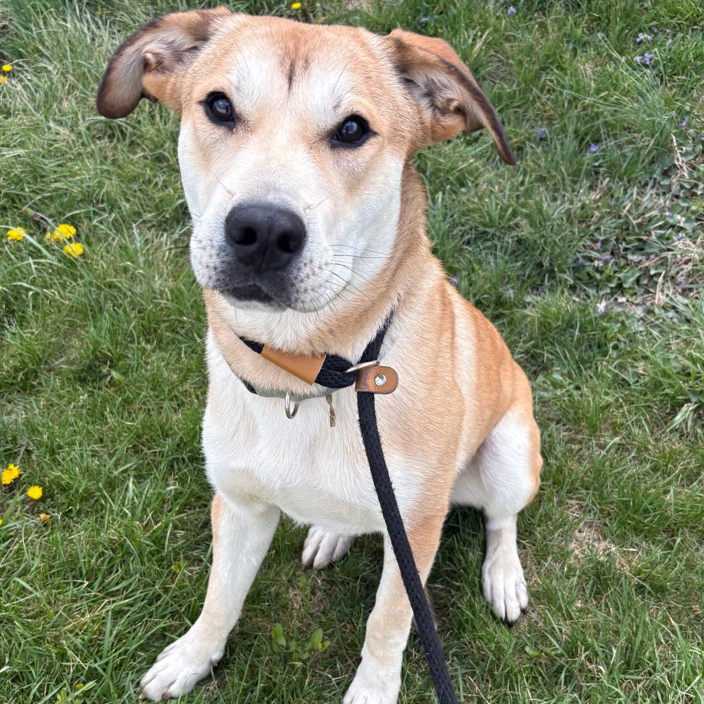 Enlarge Allen, a Adoptable mixed breed in St Joseph, MO image 3/5