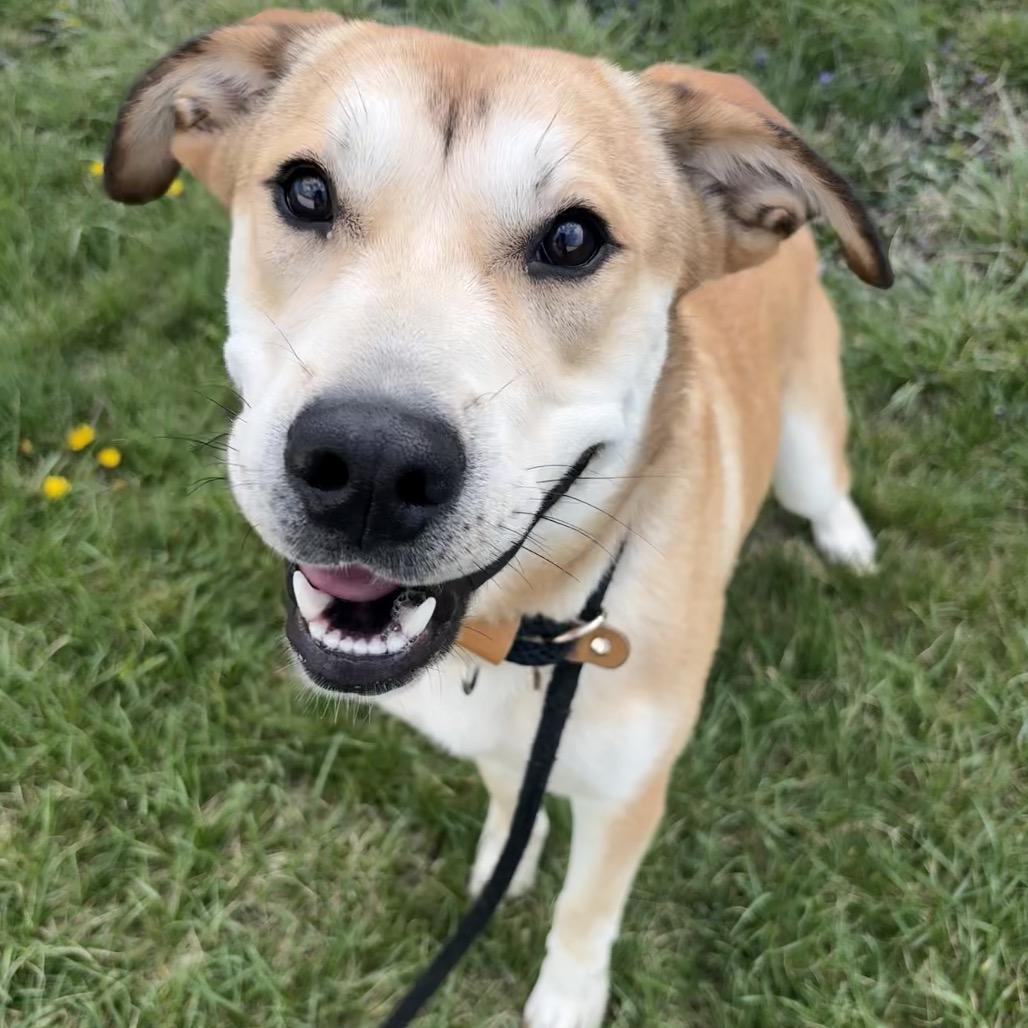 Enlarge Allen, a Adoptable mixed breed in St Joseph, MO image 4/5