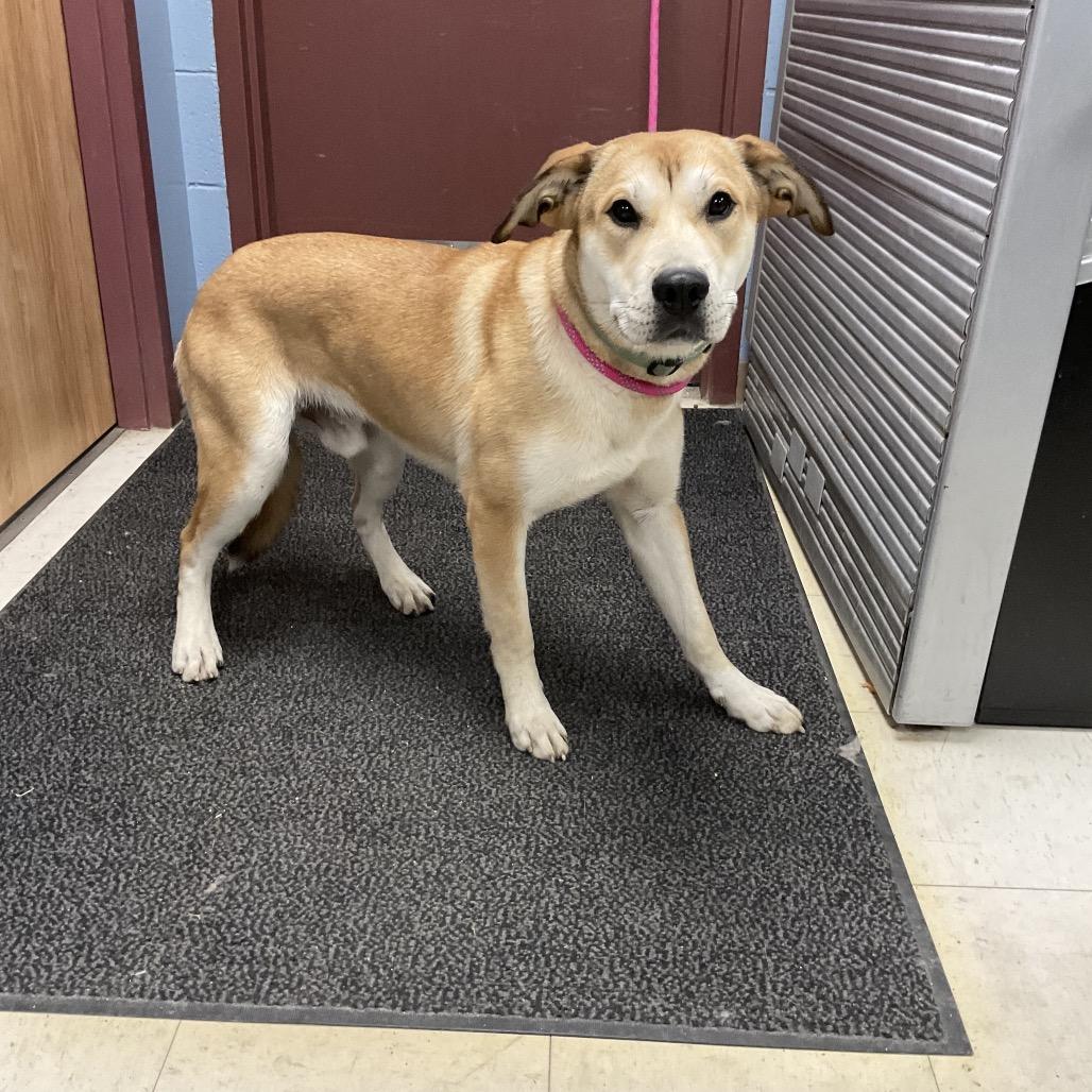 Enlarge Allen, a Adoptable mixed breed in St Joseph, MO image 5/5