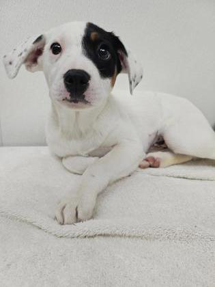 Enlarge Flo, a Adoptable mixed breed in Phoenix, AZ image 1/1