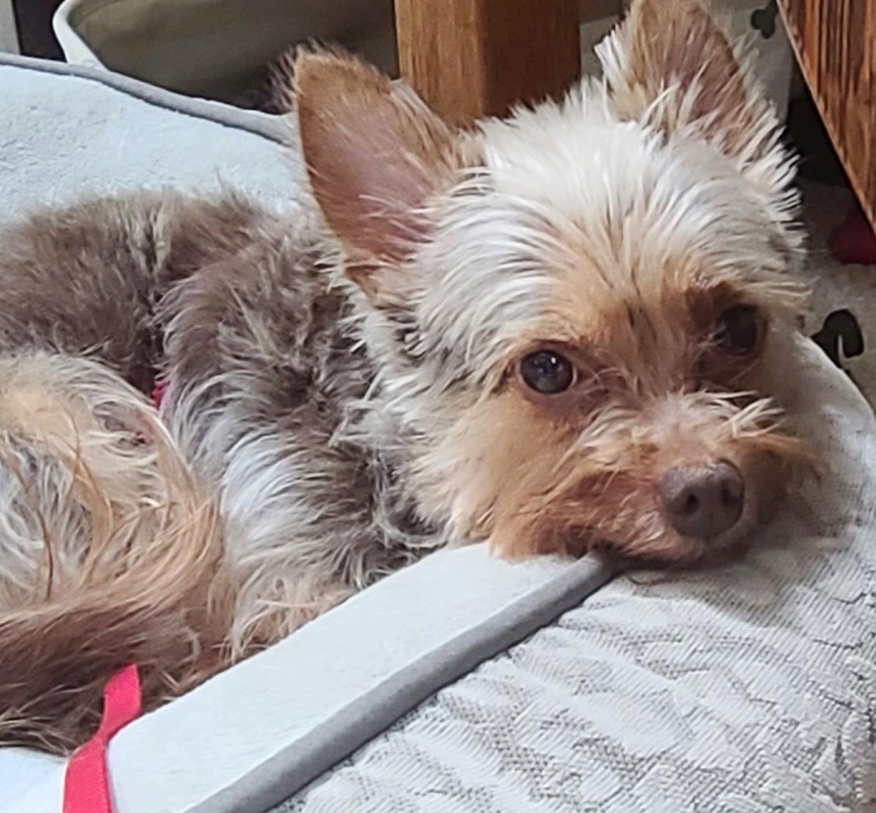 Enlarge Hannah, a Adoptable mixed breed in Cary, NC image 1/3