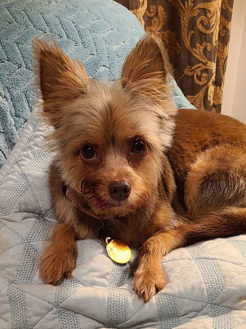 Enlarge Hannah, a Adoptable mixed breed in Cary, NC image 2/3