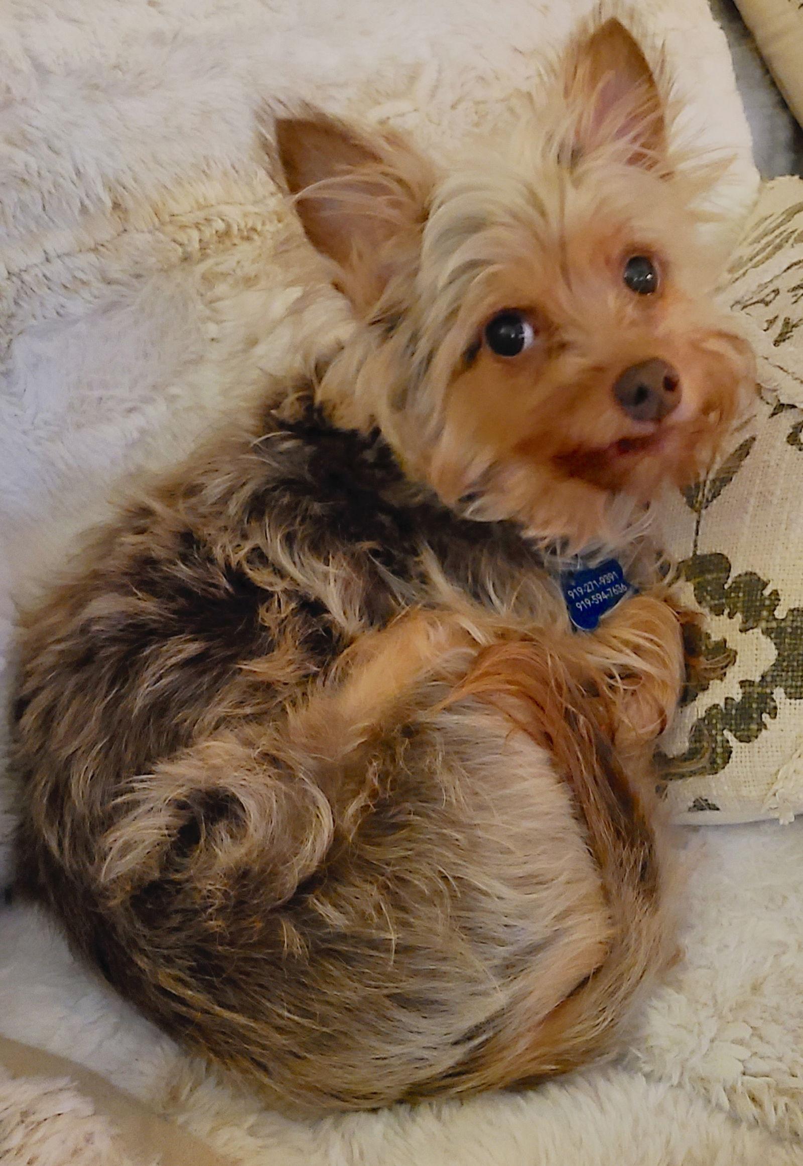 Enlarge Hannah, a Adoptable mixed breed in Cary, NC image 3/3