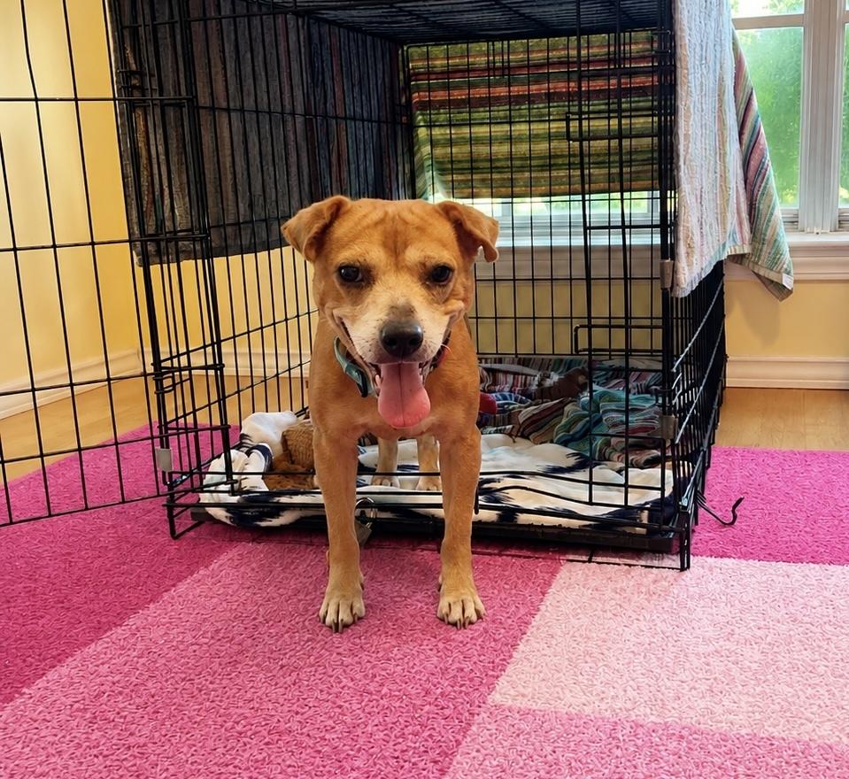 Enlarge Nikki Jean, a Adoptable mixed breed in Saugus, MA image 1/6