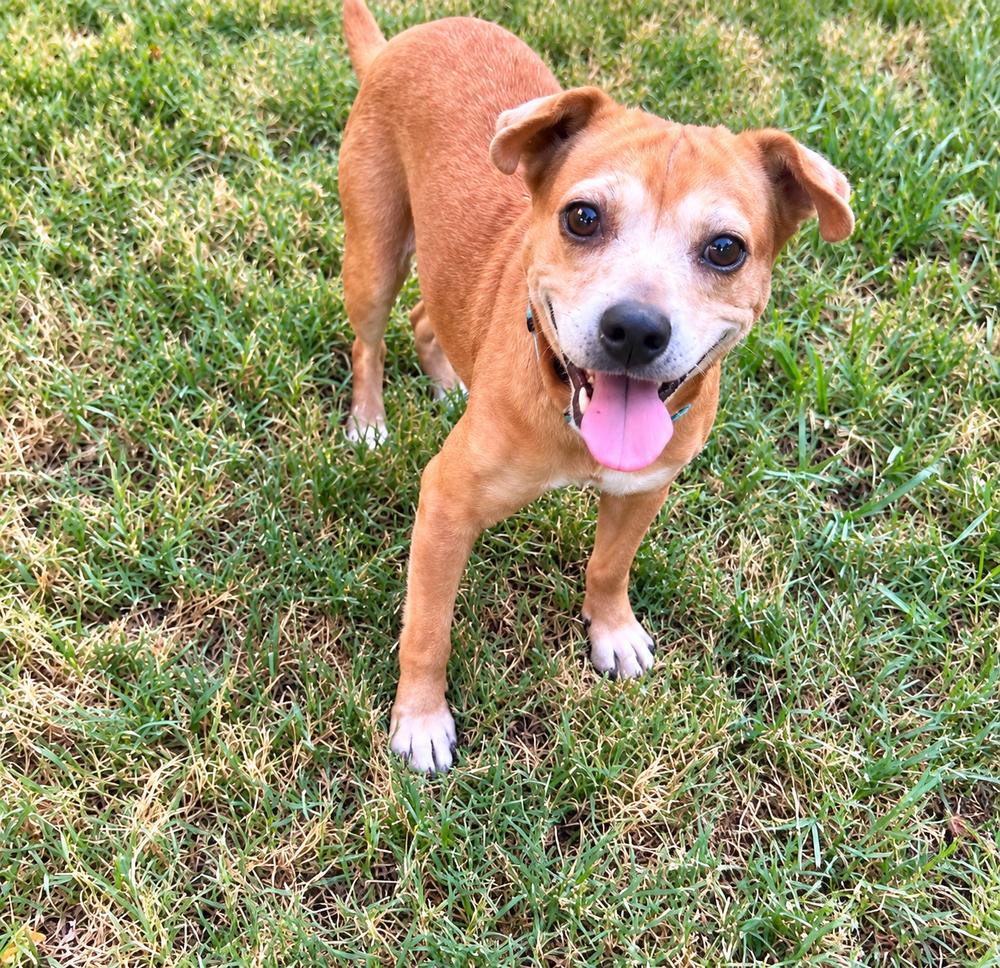 Enlarge Nikki Jean, a Adoptable mixed breed in Saugus, MA image 2/6