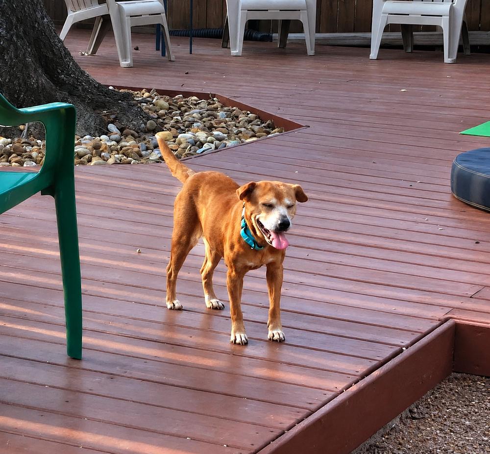 Enlarge Nikki Jean, a Adoptable mixed breed in Saugus, MA image 3/6