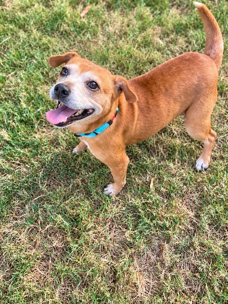 Enlarge Nikki Jean, a Adoptable mixed breed in Saugus, MA image 4/6
