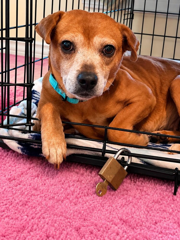 Enlarge Nikki Jean, a Adoptable mixed breed in Saugus, MA image 5/6