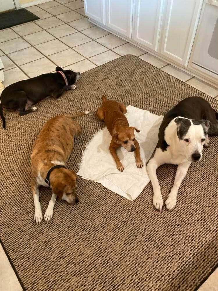Enlarge Nikki Jean, a Adoptable mixed breed in Saugus, MA image 6/6