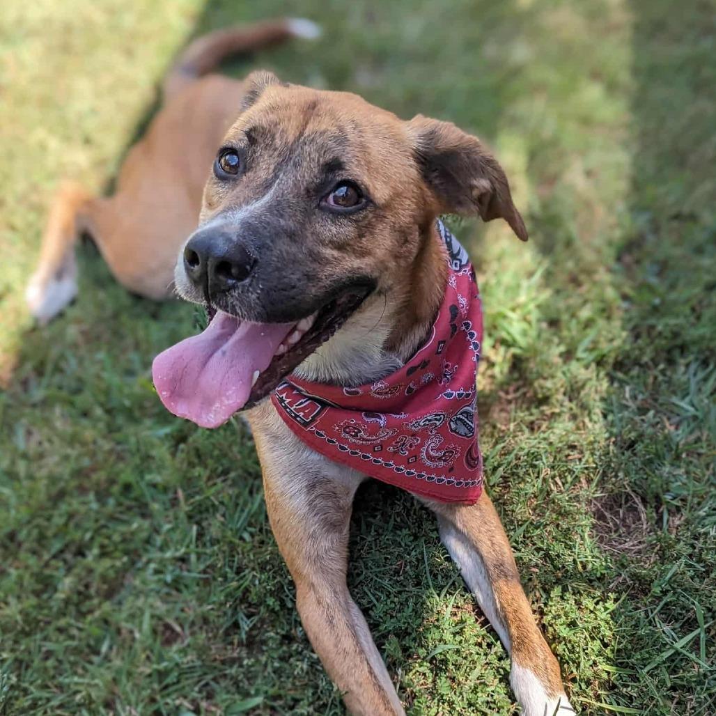 Enlarge Spunky, a Adoptable mixed breed in Helena, AL image 1/6
