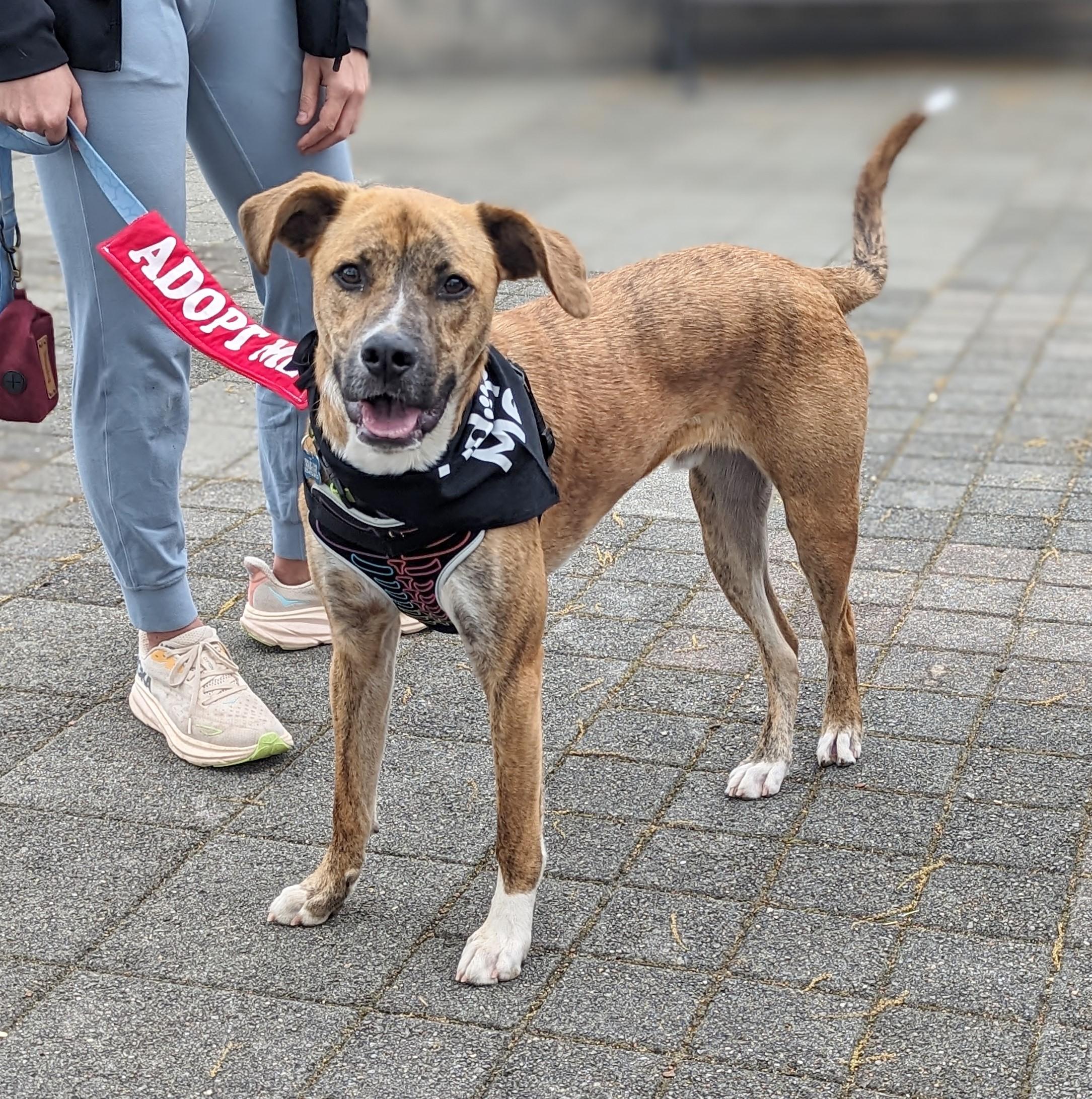 Enlarge Spunky, a Adoptable mixed breed in Helena, AL image 5/6