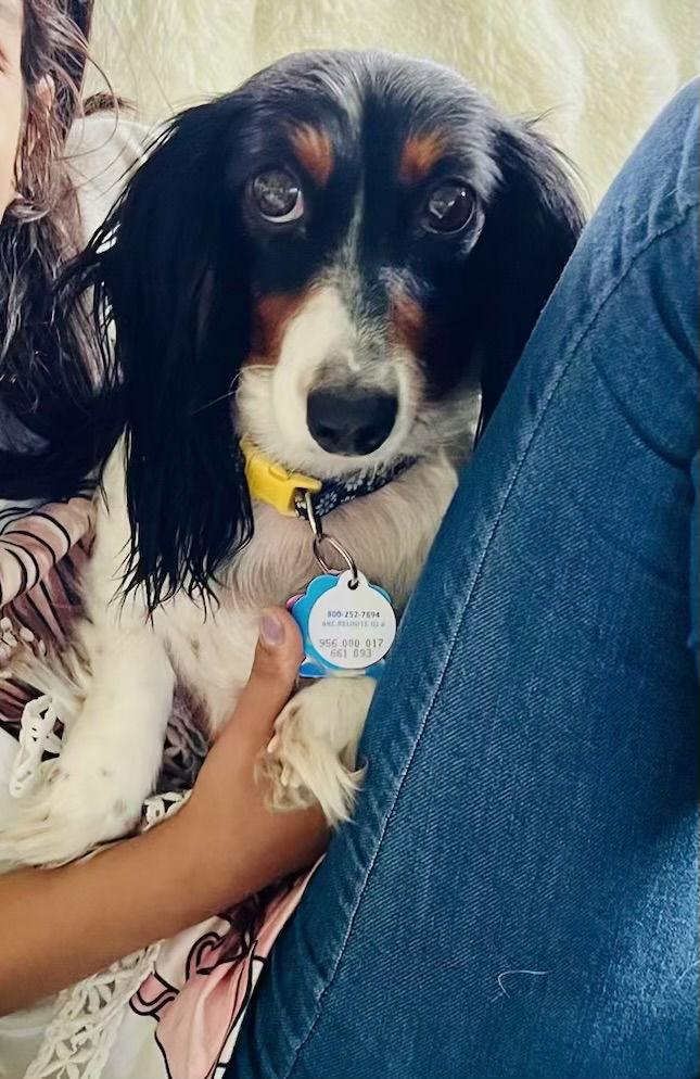 Sissy, Adopted, Adult Female Dachshund.