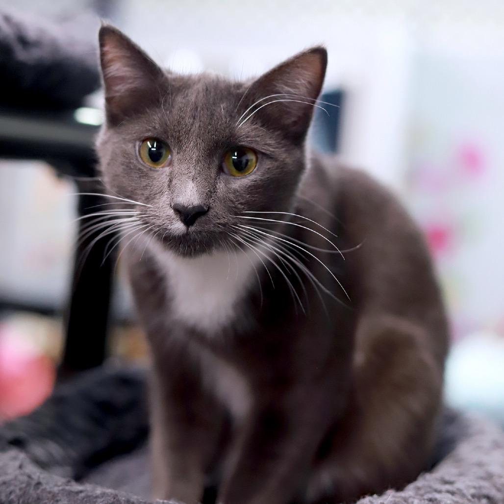 Smokey — thumbnail 2