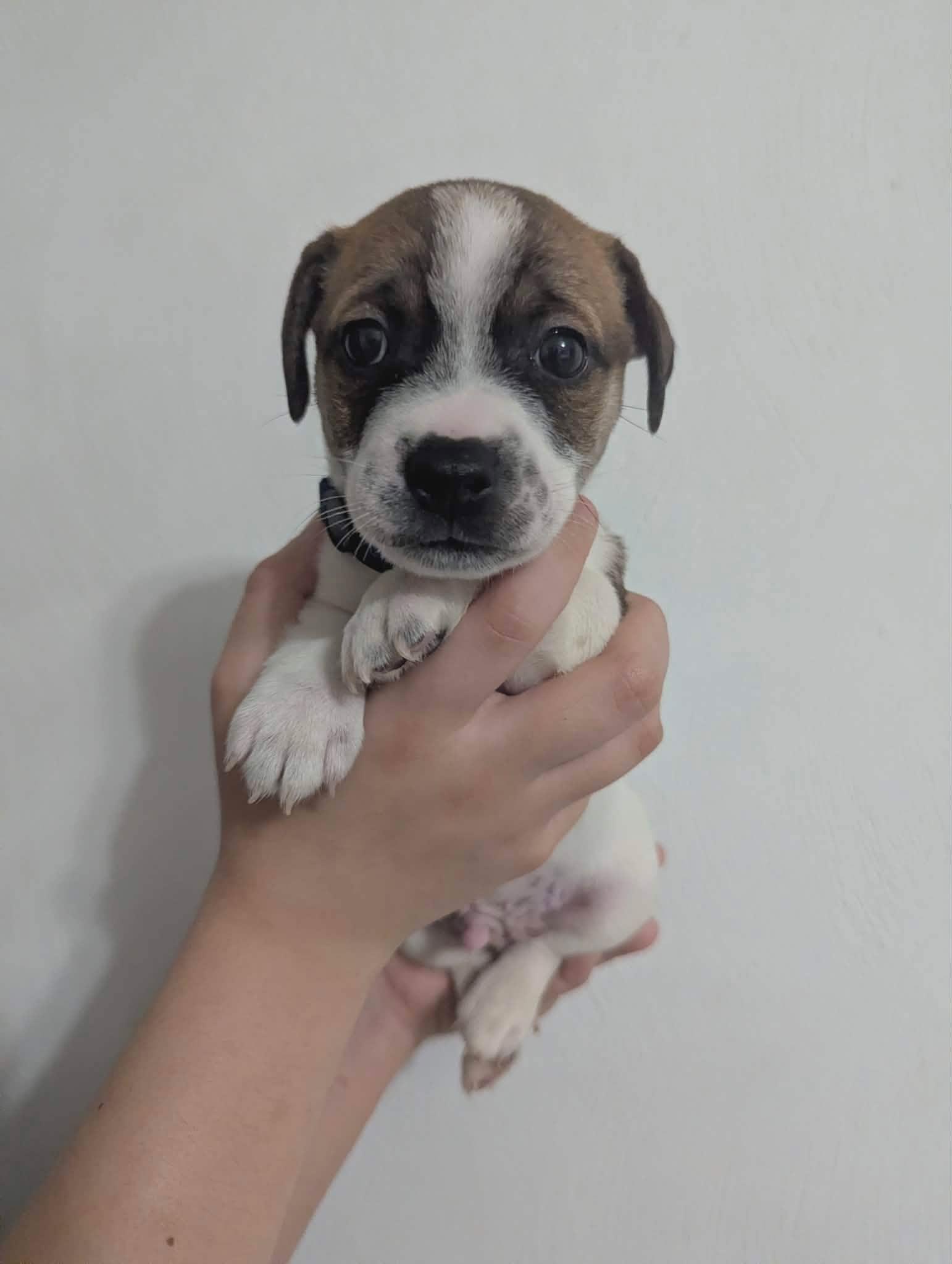 Biscuit, Adoptable, Puppy Male Jack Russell Terrier.