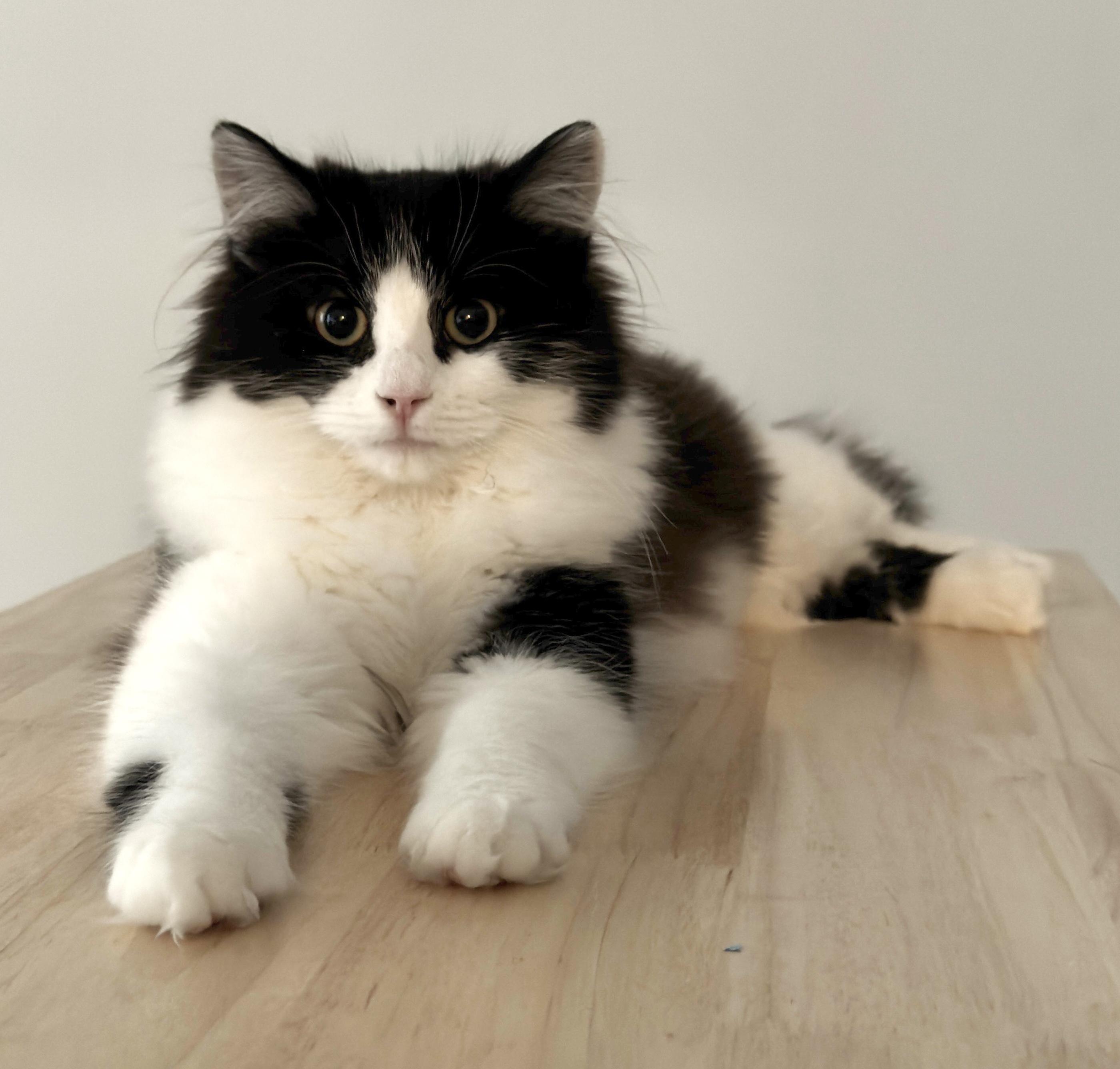 Enlarge Sasha, a ADOPTABLE Domestic Medium Hair in Toronto, ON image 2/5