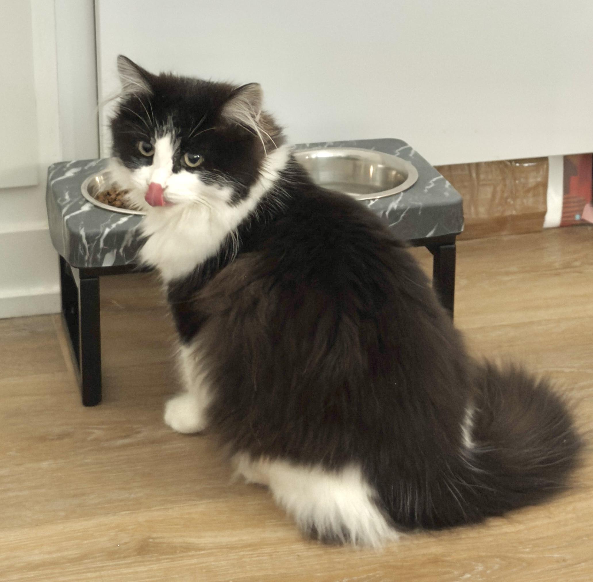 Enlarge Sasha, a ADOPTABLE Domestic Medium Hair in Toronto, ON image 3/5
