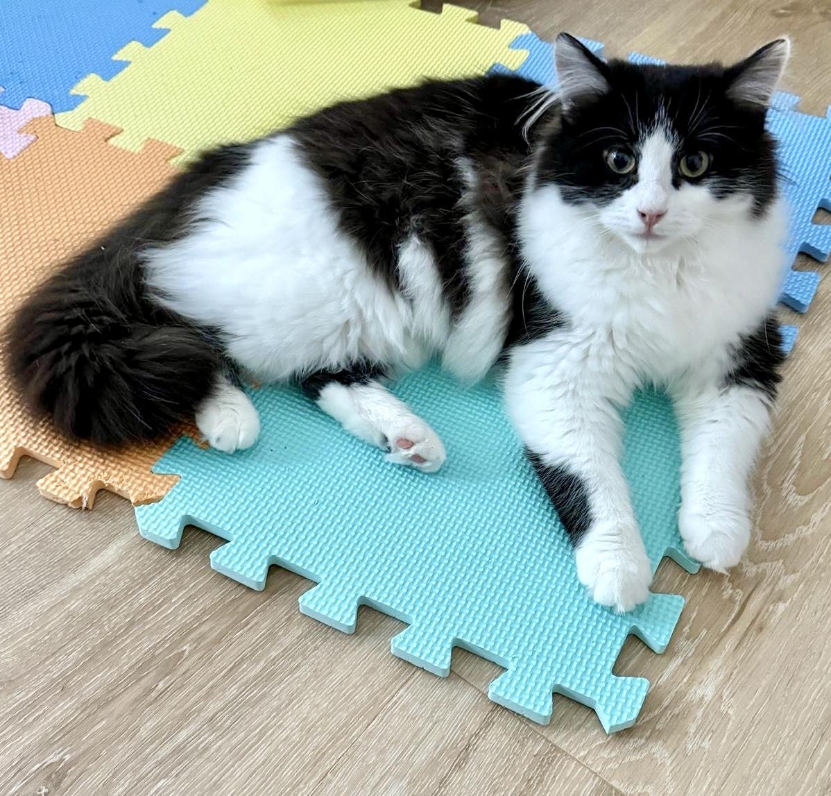 Enlarge Sasha, a ADOPTABLE Domestic Medium Hair in Toronto, ON image 4/5