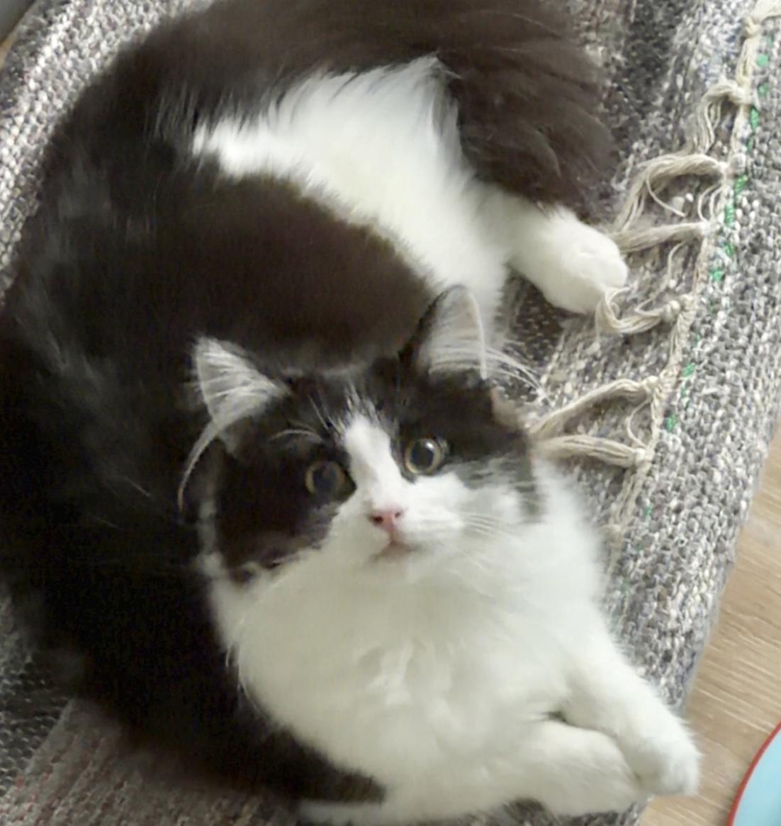 Sasha, ADOPTABLE, Kitten Female Domestic Medium Hair.