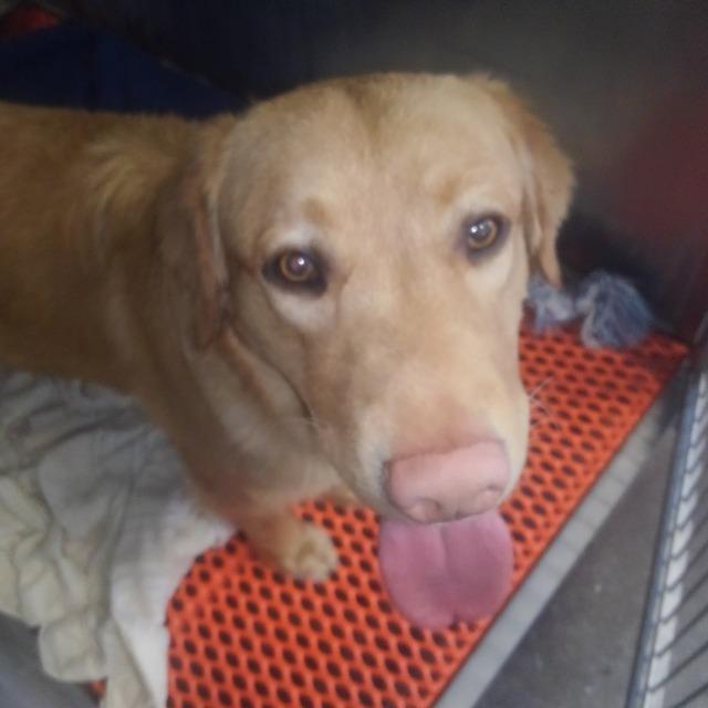 Enlarge Aslan (Chief), a Adopted mixed breed in Bemidji, MN image 1/1