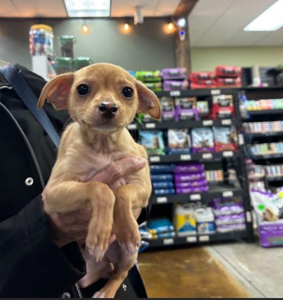 Goliath, Adoptable, Puppy Male Chihuahua.