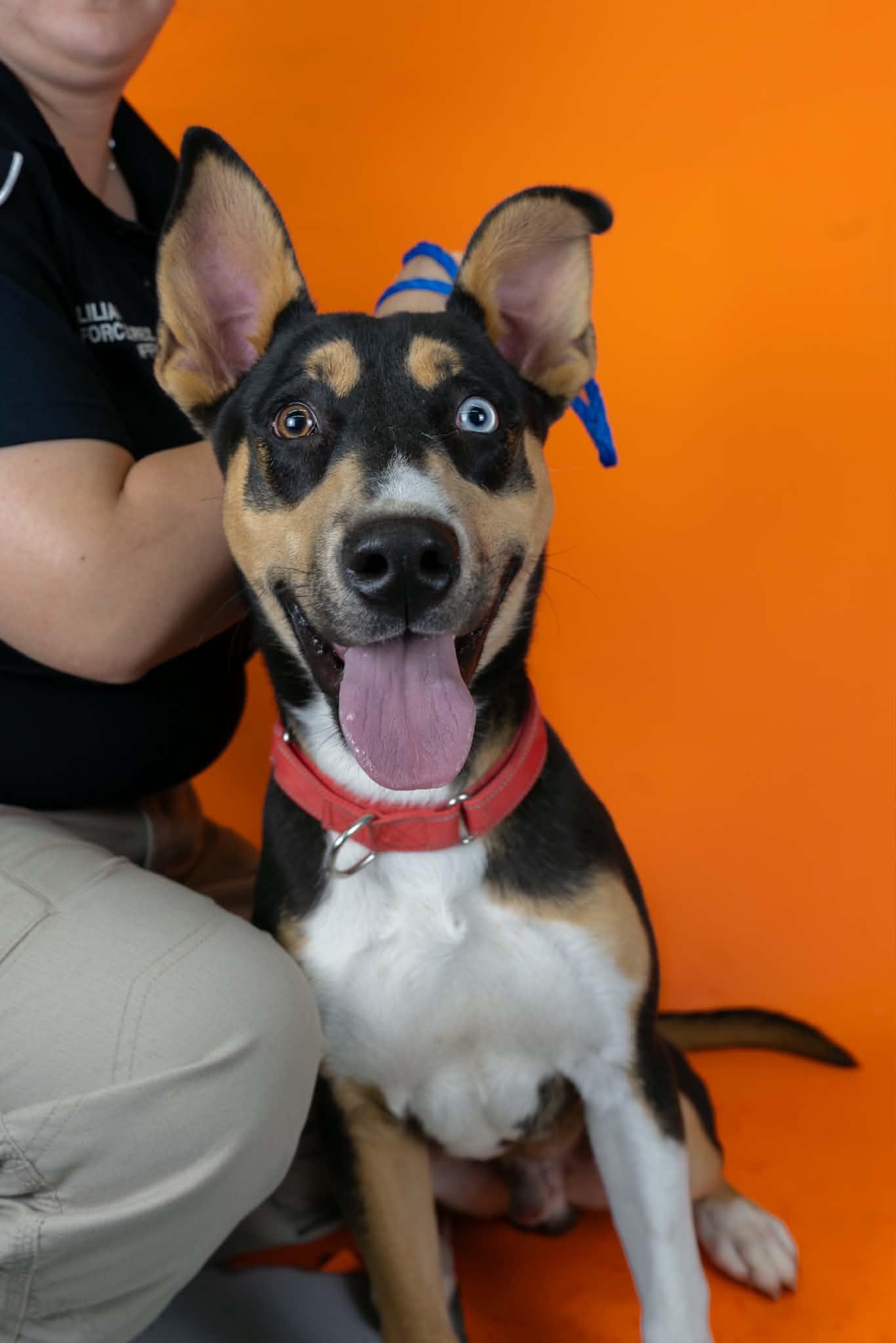 Enlarge Gilligan, a ADOPTABLE Mixed Breed in Sierra Vista, AZ image 4/4