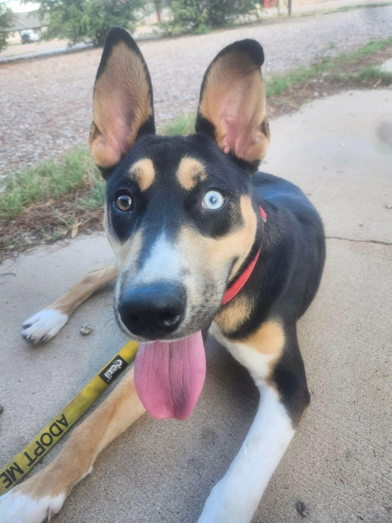 Gilligan, ADOPTABLE, Young Male Mixed Breed.