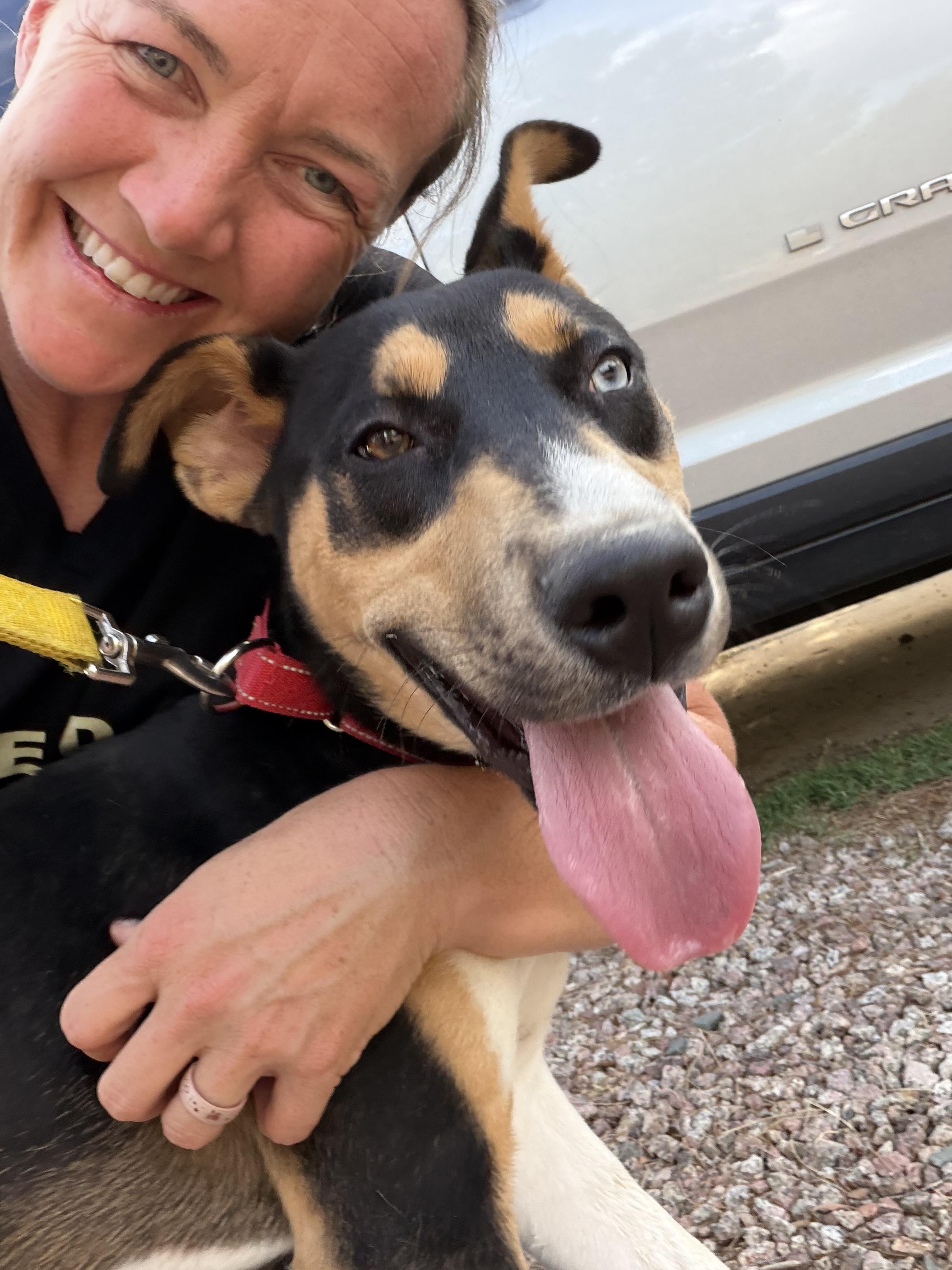 Enlarge Gilligan, a ADOPTABLE Mixed Breed in Sierra Vista, AZ image 3/4