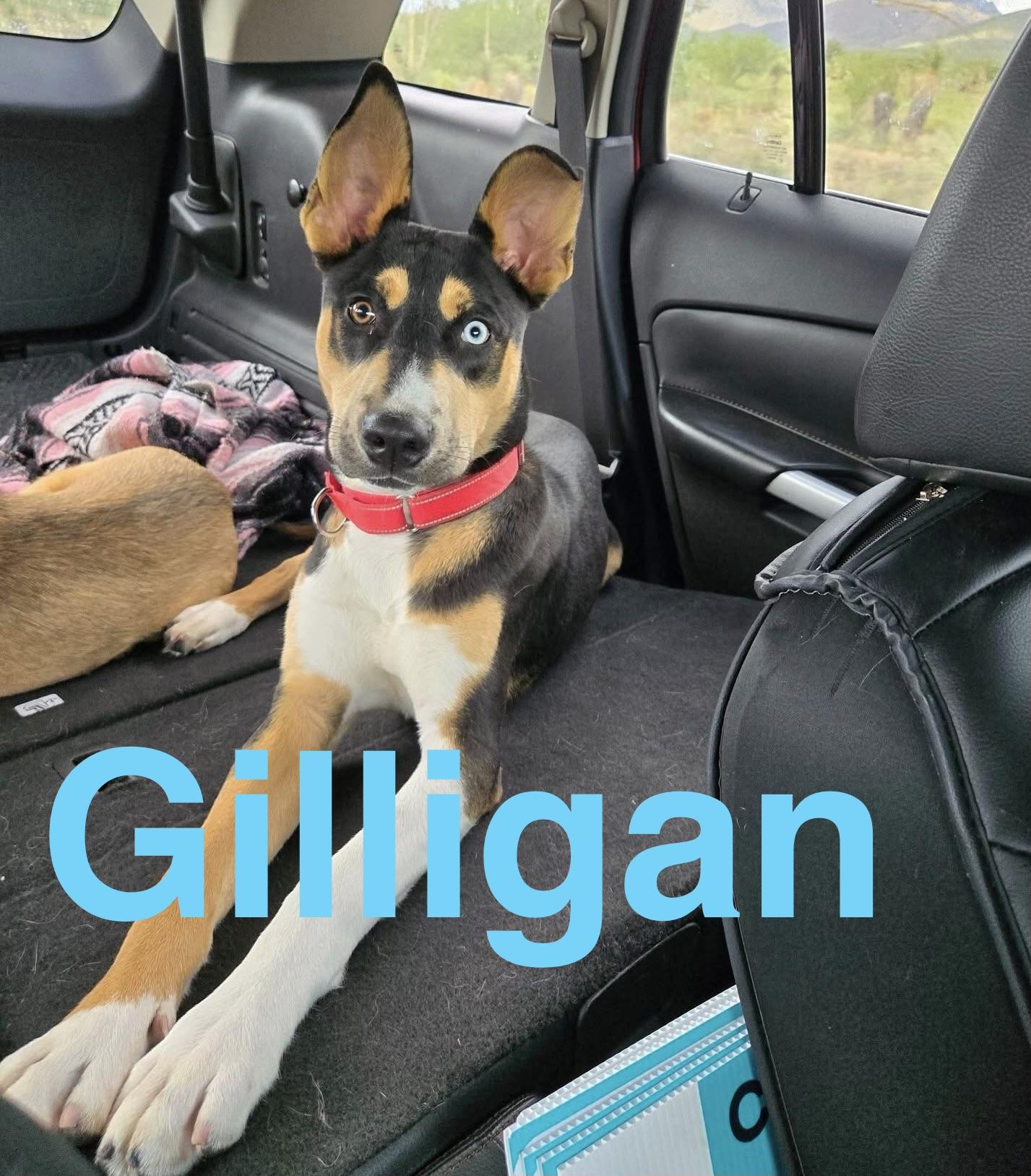 Enlarge Gilligan, a ADOPTABLE Mixed Breed in Sierra Vista, AZ image 2/4