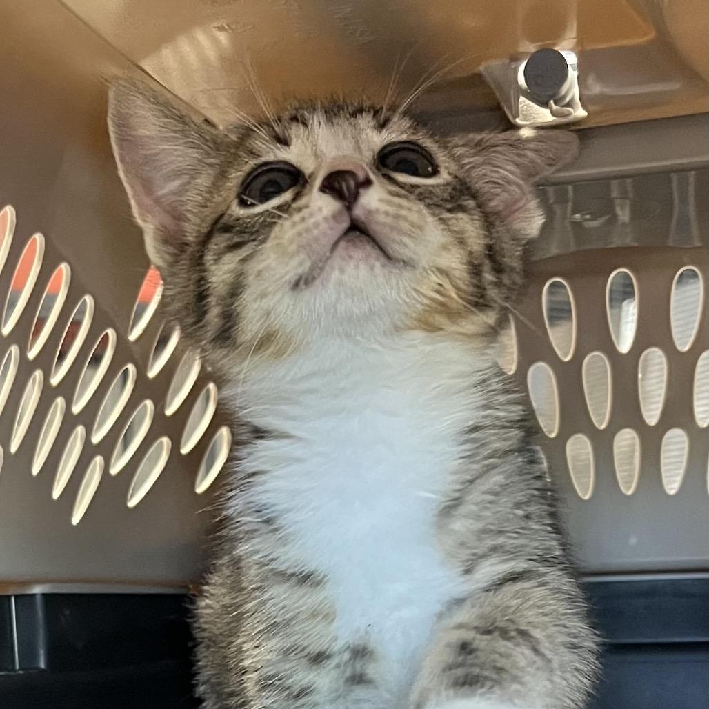 Enlarge LEO, a Adoptable Domestic Medium Hair in Stephenville, TX image 1/1