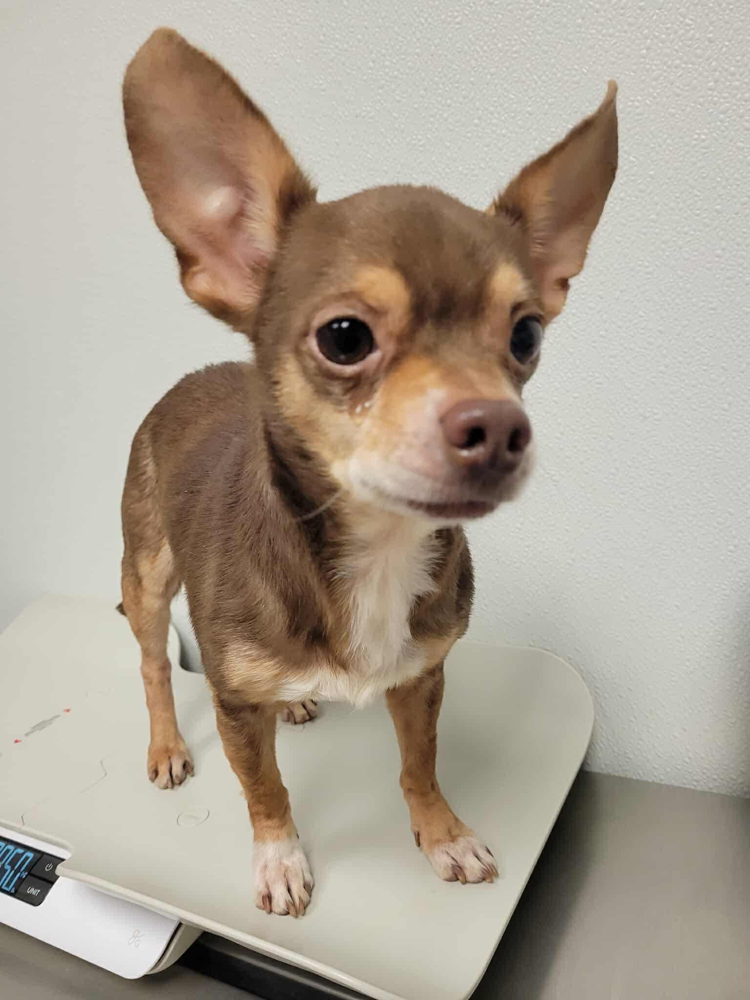 Enlarge Prince, a Adoptable Chihuahua in Tylertown, MS image 1/1