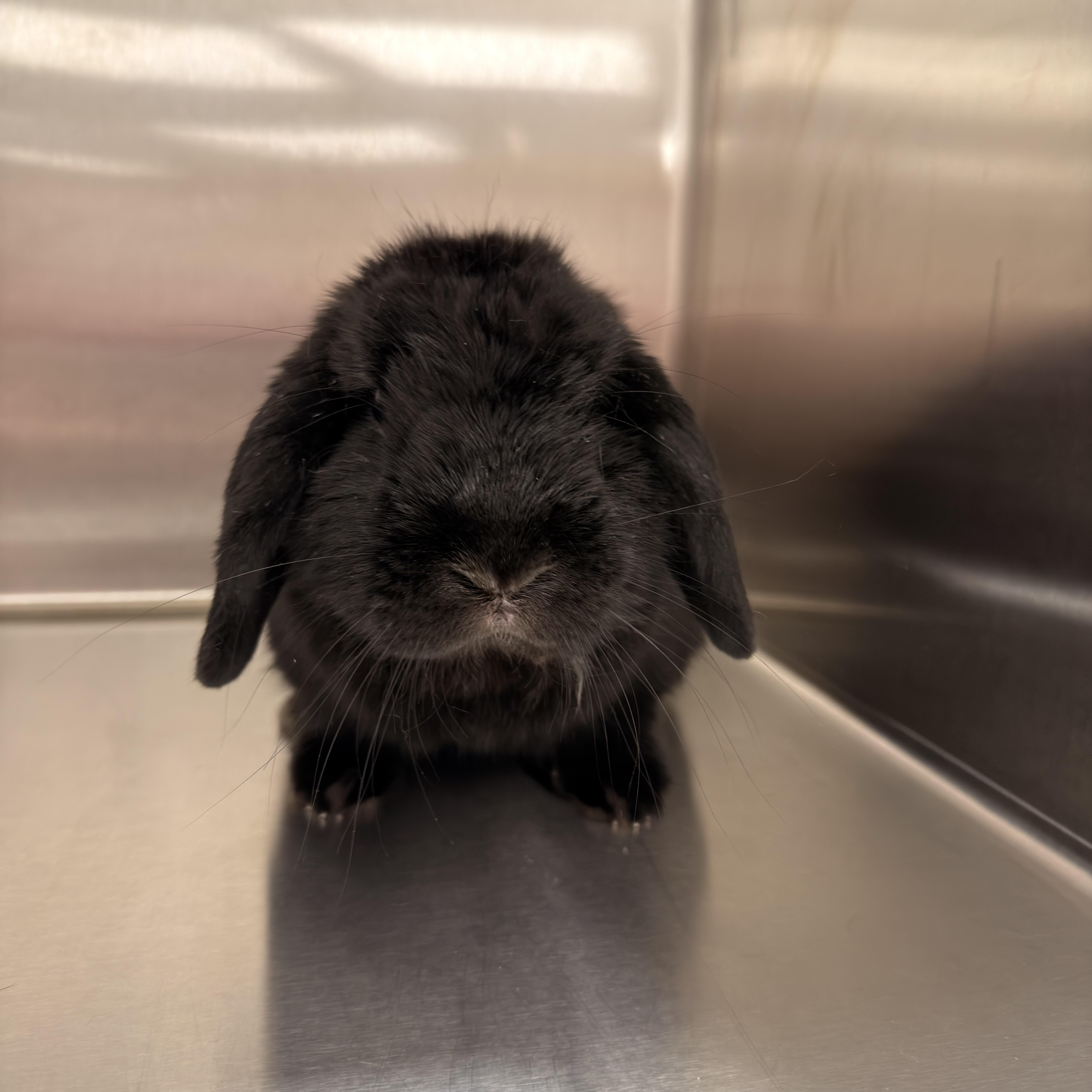 Crow, an adoptable Holland Lop in North Little Rock, AR image 3/3