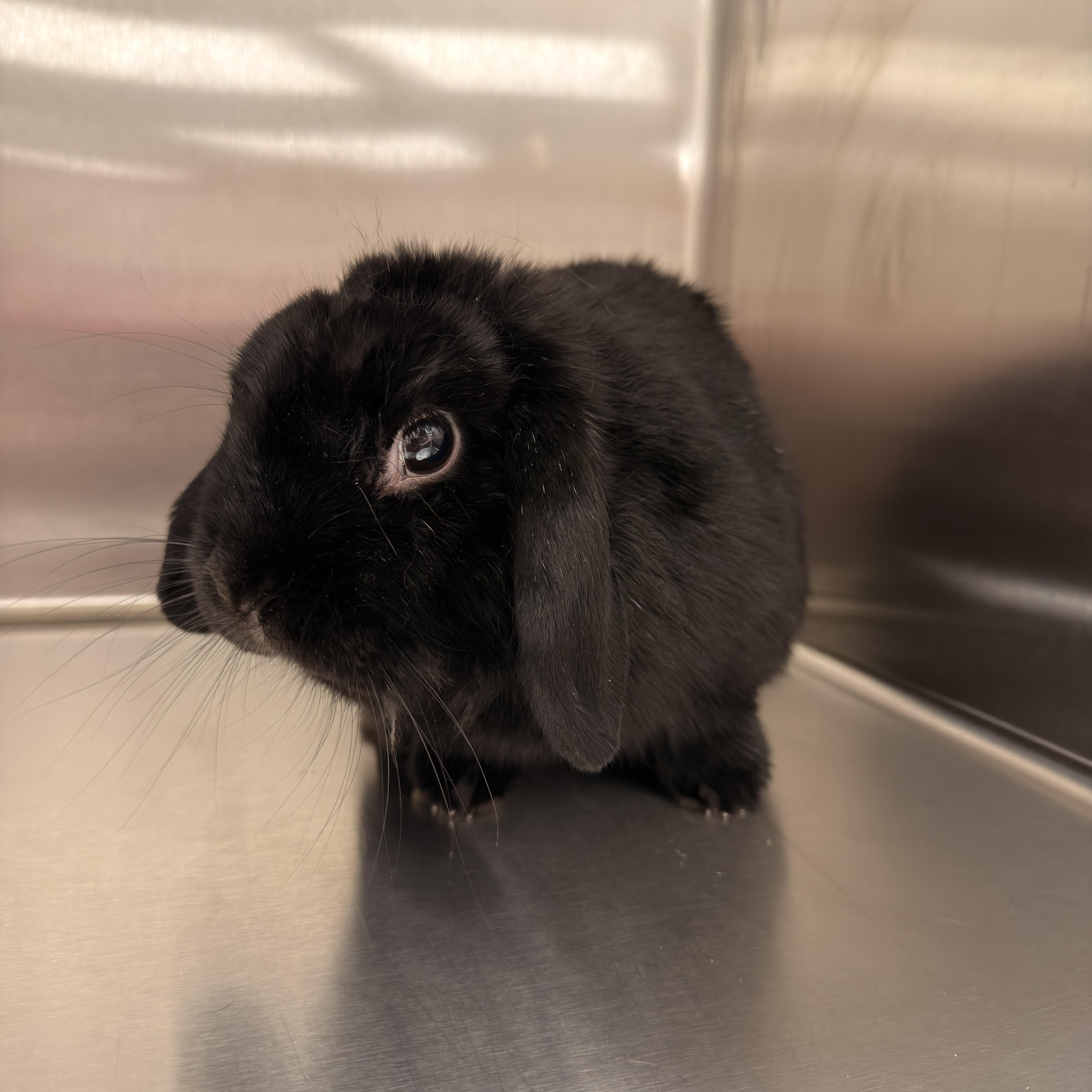 Crow, an adoptable Holland Lop in North Little Rock, AR image 1/3