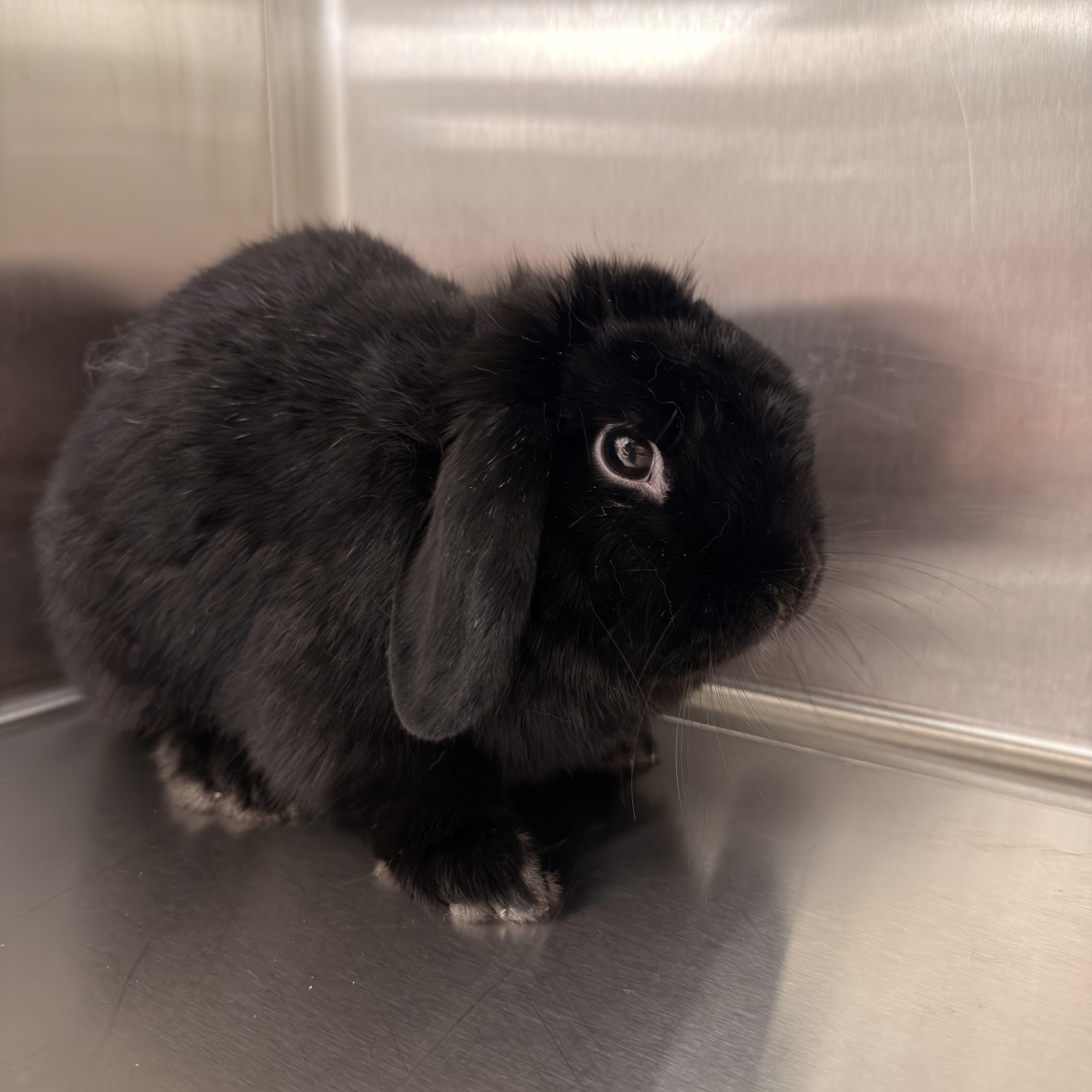 Crow, an adoptable Holland Lop in North Little Rock, AR image 2/3