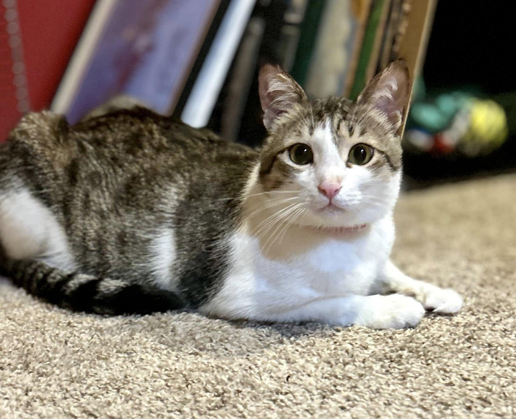 Toby, a Adoptable Domestic Short Hair in Philadelphia, PA image 2/4