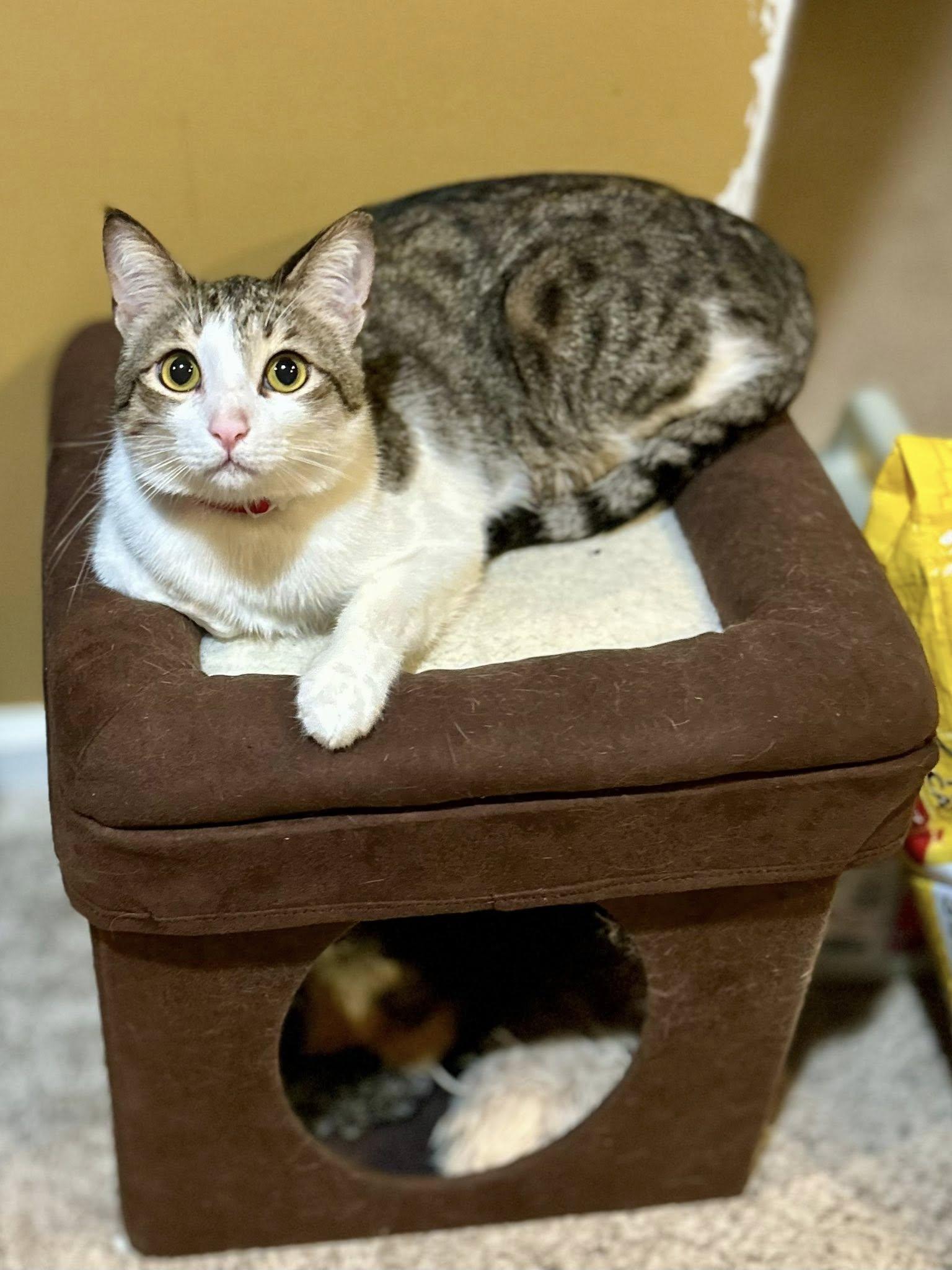 Toby, a Adoptable Domestic Short Hair in Philadelphia, PA image 3/4