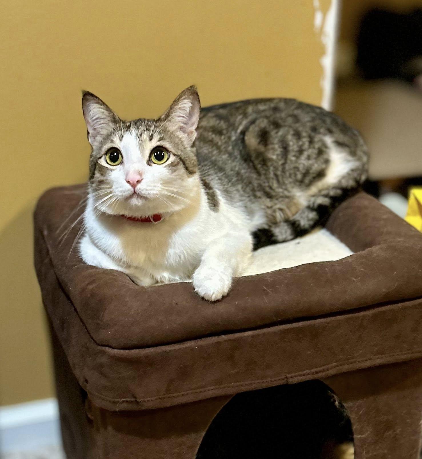 Toby, a Adoptable Domestic Short Hair in Philadelphia, PA image 4/4