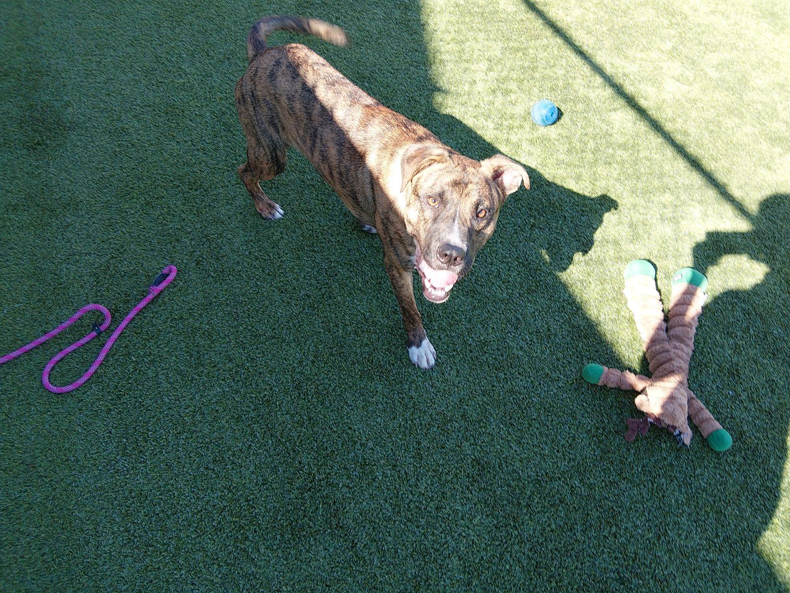 Enlarge Judah, a Adopted mixed breed in Liberty, MO image 2/2