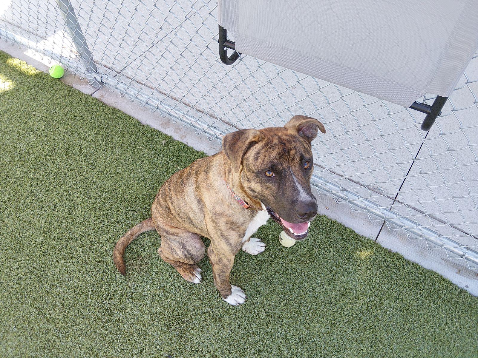 Judah, Adopted, Young Male Shepherd & Boxer.
