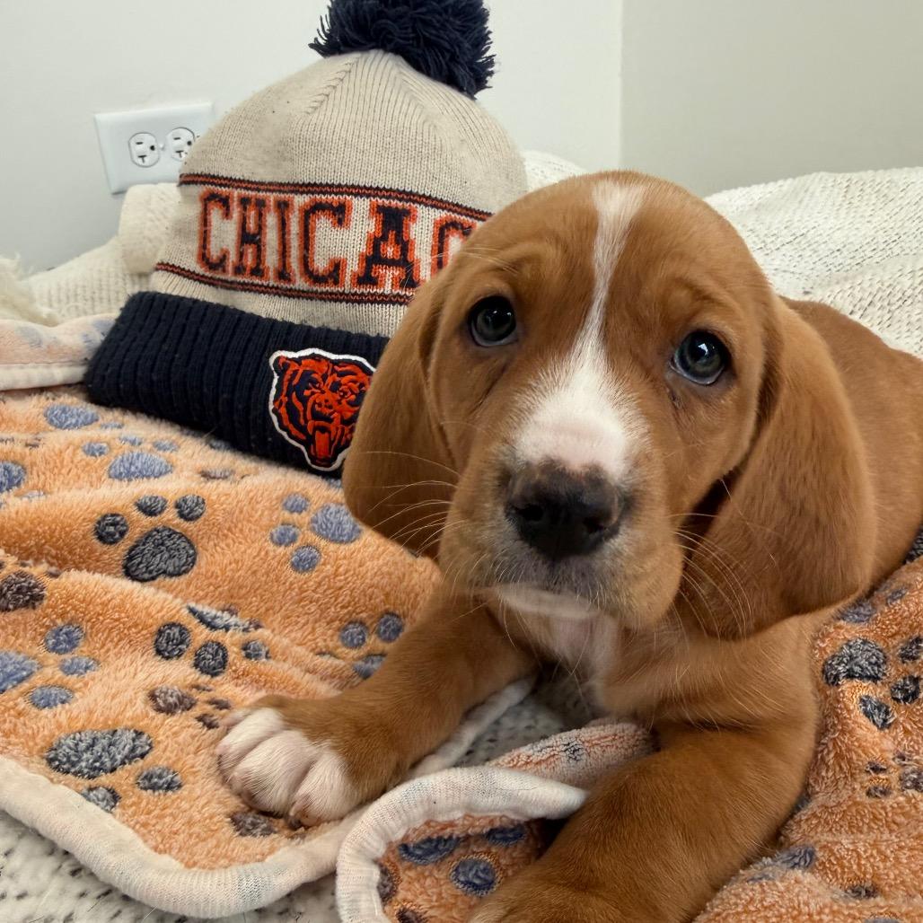 Enlarge Sweetness, an adopted mixed breed in Homewood, IL image 1/1