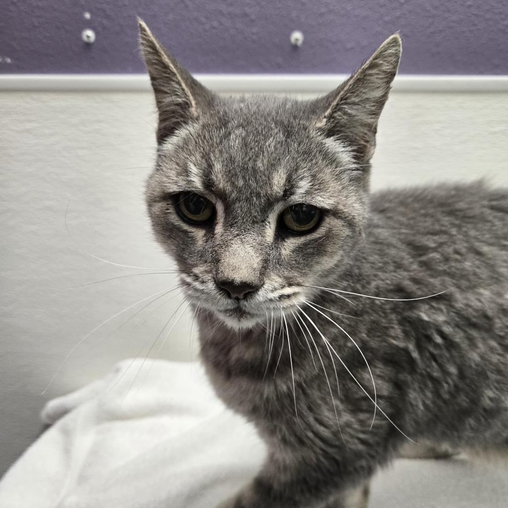Enlarge Stray Hold- Dorian, a Adoptable American Shorthair in Albuquerque, NM image 1/2