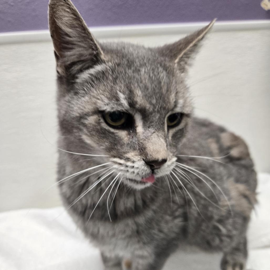 Enlarge Stray Hold- Dorian, a Adoptable American Shorthair in Albuquerque, NM image 2/2