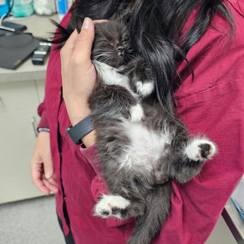 Reba, Adoptable, Kitten Female Domestic Long Hair & Domestic Short Hair.