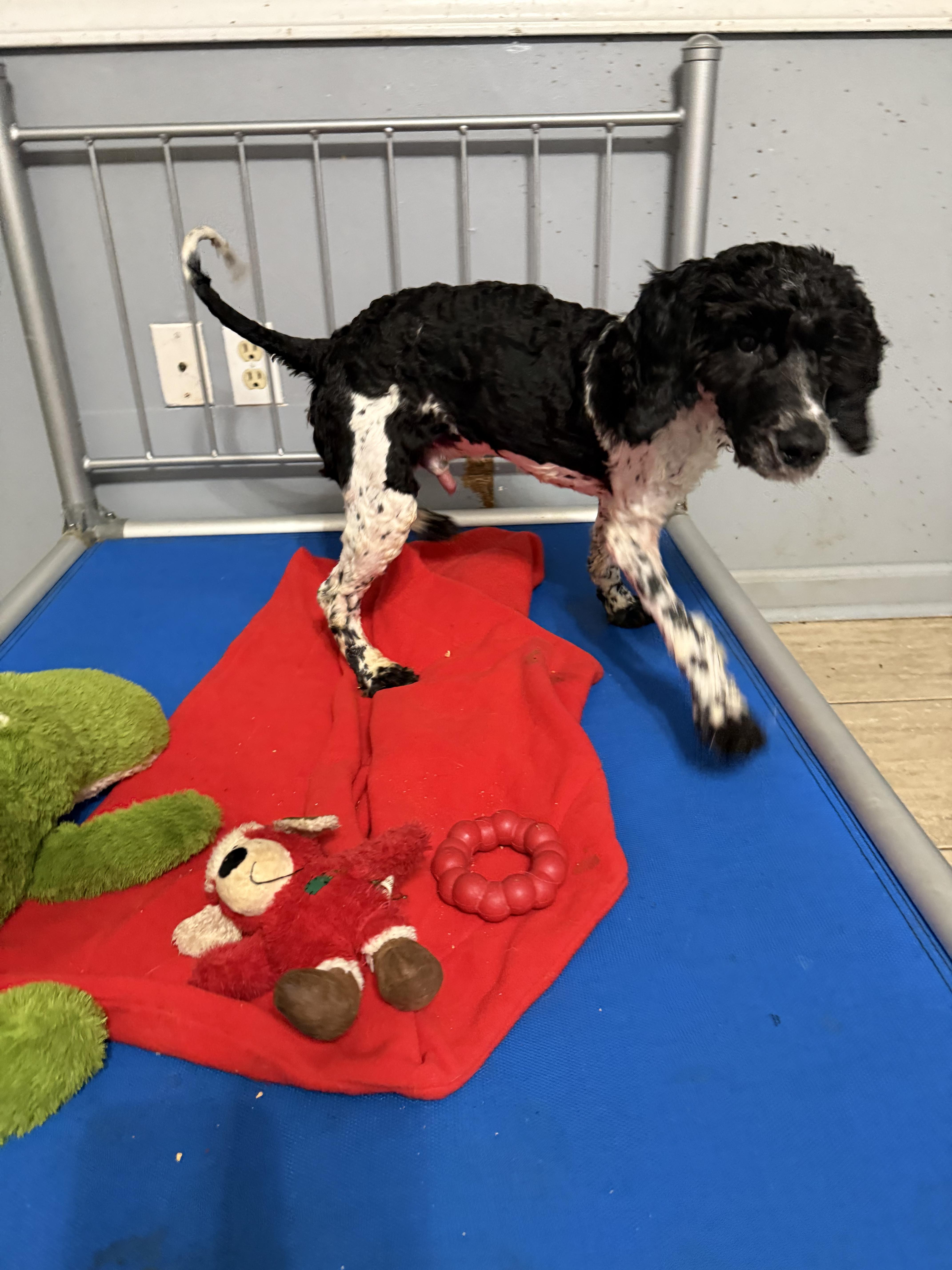 Enlarge Oreo (Sproodle), a Adoptable mixed breed in Maine, NY image 2/2