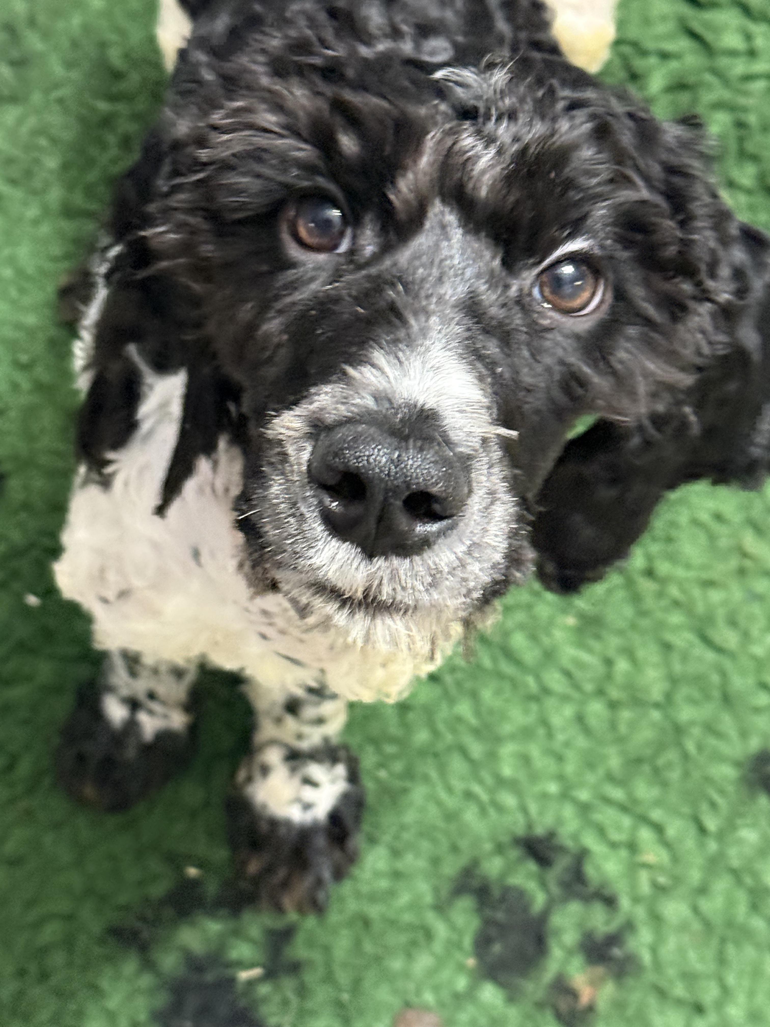 Oreo (Sproodle), Adoptable, Young Male Standard Poodle & English Springer Spaniel.