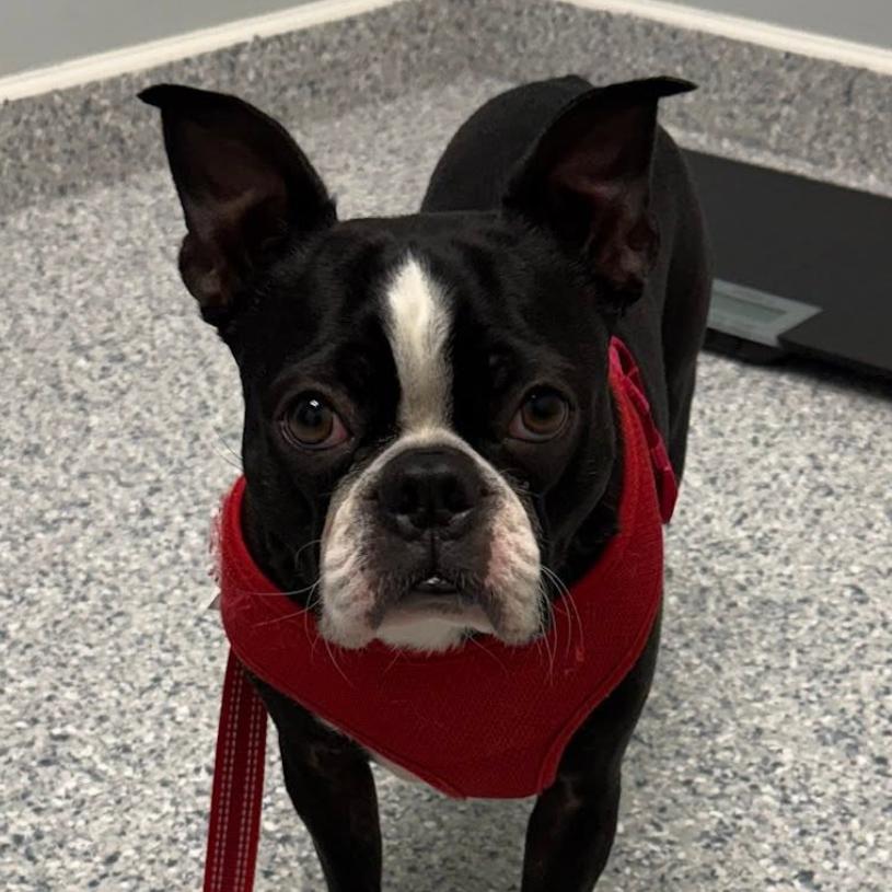 Scooter, Adoptable, Adult Male Boston Terrier.