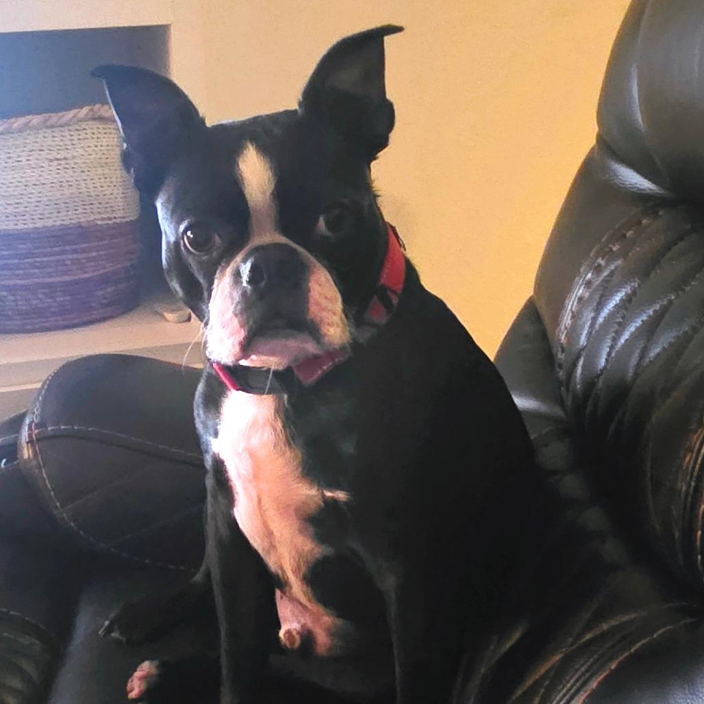 Enlarge Scooter, a Adoptable Boston Terrier in Decatur, AL image 2/3