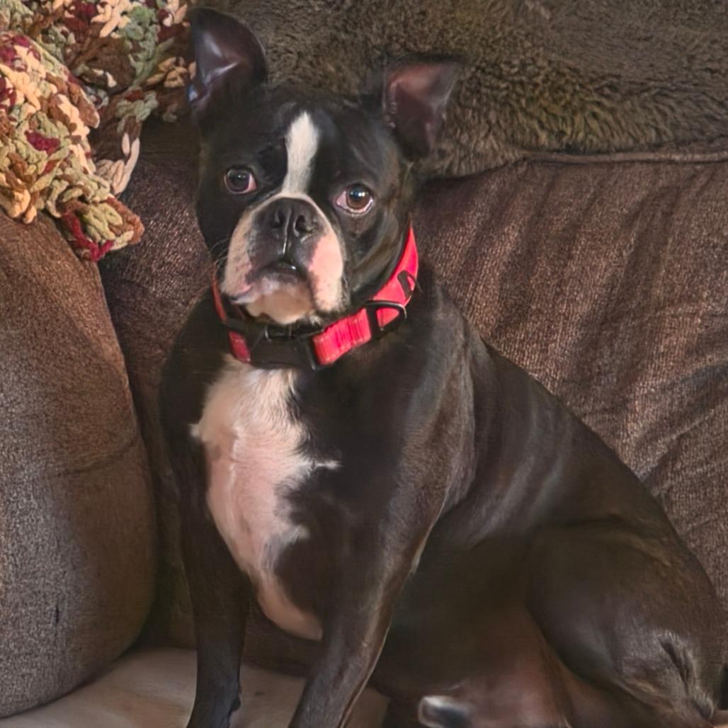 Enlarge Scooter, a Adoptable Boston Terrier in Decatur, AL image 3/3